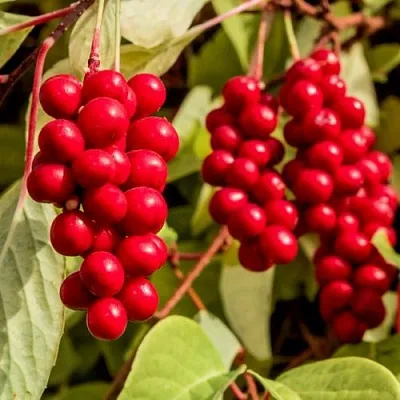 Лимонник КОСТИК китайский  Лимонник КОСТИК китайский в Саратове