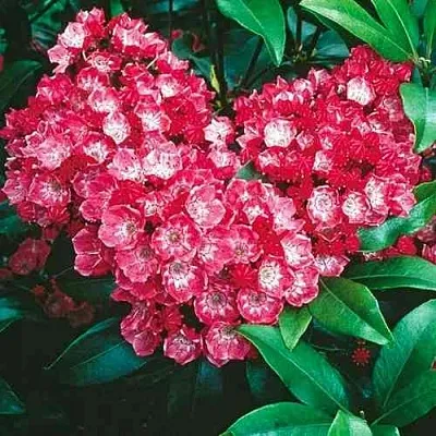 Кальмия КАРДИНАЛ  Кальмия КАРДИНАЛ в Саратове