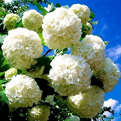 Калина БУЛЬДЕНЕЖ  Калина БУЛЬДЕНЕЖ в Саратове