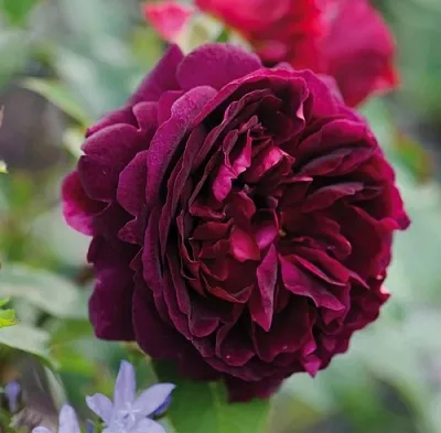 Саженцы роз МАНСТЕД ВУД английская  Саженцы роз МАНСТЕД ВУД английская в Саратове