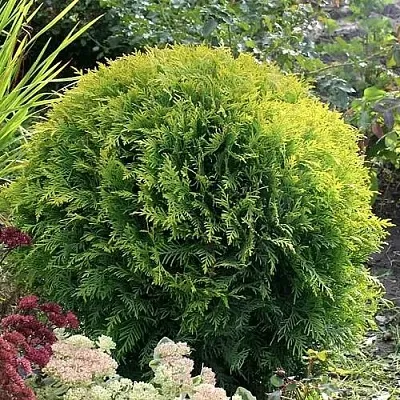 Туя ЕЛЛОУ ГЛОБ западная в Саратове