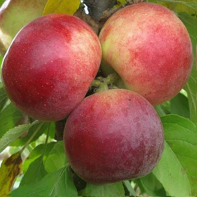 Яблоня БАЛЕРИНА ФЛАМЕНКО колонновидная  Яблоня БАЛЕРИНА ФЛАМЕНКО колонновидная в Саратове