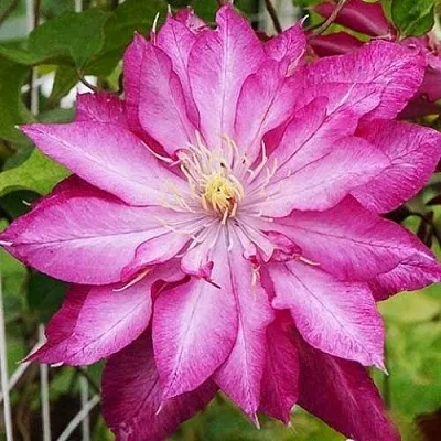 Клематис КАЕН  Клематис КАЕН в Саратове