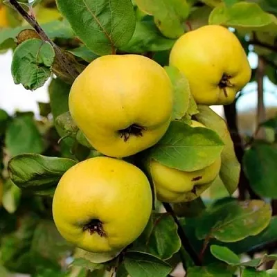 Айва ЯБЛОКОВИДНАЯ в Саратове