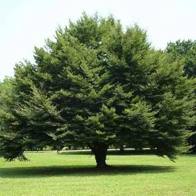 Бук обыкновенный  Бук обыкновенный в Саратове