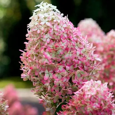 Гортензия РОЯЛ ФЛОВЕР метельчатая  Гортензия РОЯЛ ФЛОВЕР метельчатая в Саратове