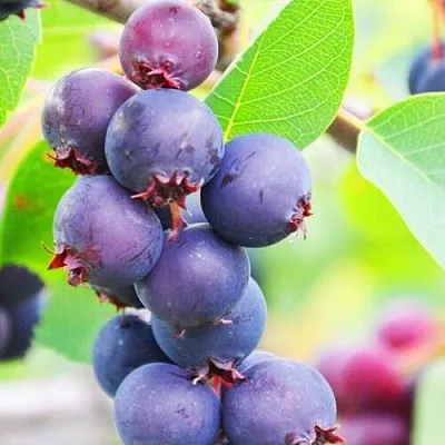 Ирга СМОУКИ  Ирга СМОУКИ в Саратове