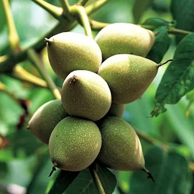 Орех МАНЬЧЖУРСКИЙ  Орех МАНЬЧЖУРСКИЙ в Саратове