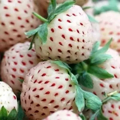 Клубника АНАНАСА ремонтантная в Саратове