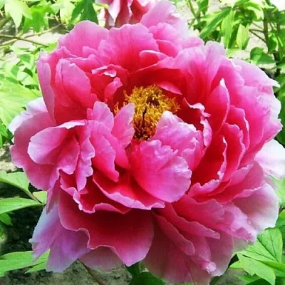 Пион ВОСХОД СОЛНЦА древовидный  Пион ВОСХОД СОЛНЦА древовидный в Саратове