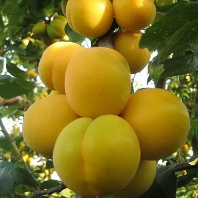 Слива ЛОДВА  Слива ЛОДВА в Саратове