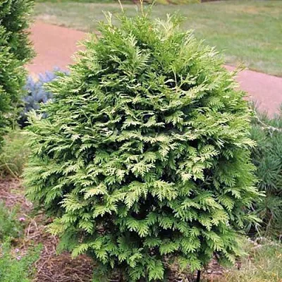 Туя ВАРЕАНА ЛЮТЕСЦЕНС западная в Саратове