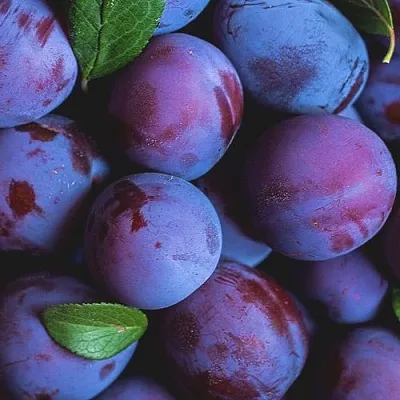 Слива в Саратове