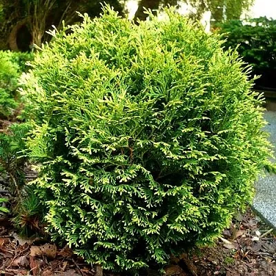 Туя ВОТЕРФИЛД западная в Саратове