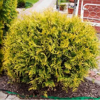 Туя КОЛЛЕРС ГОЛД складчатая в Саратове