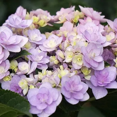Гортензия Ю ЭНД МИ ФОРЕВЕР крупнолистная  Гортензия Ю ЭНД МИ ФОРЕВЕР крупнолистная в Саратове