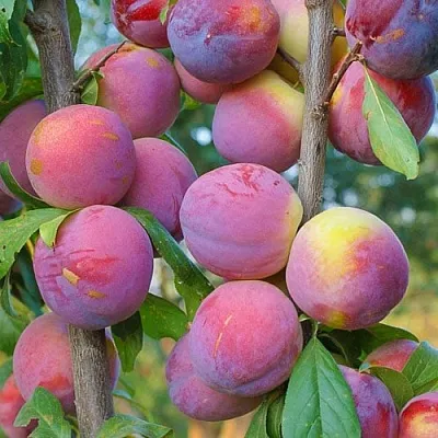 Слива КОЛОННОВИДНАЯ  Слива КОЛОННОВИДНАЯ в Саратове