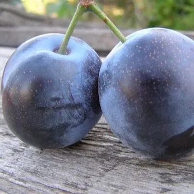 Слива БЛЮФРИ  Слива БЛЮФРИ в Саратове