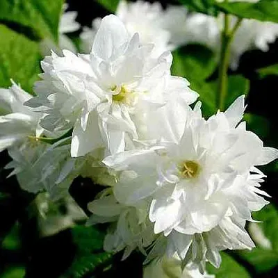 Жасмин ДАМ БЛАНШ  Жасмин ДАМ БЛАНШ в Саратове