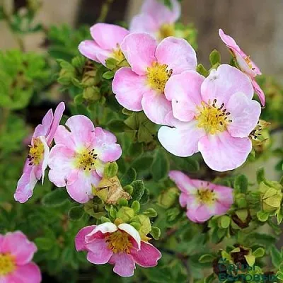 Лапчатка НЬЮ ДАУН кустарниковая в Саратове