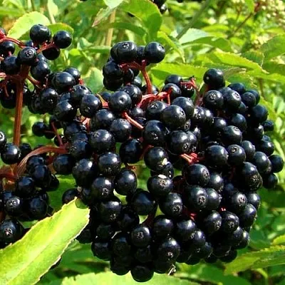 Бузина в Саратове