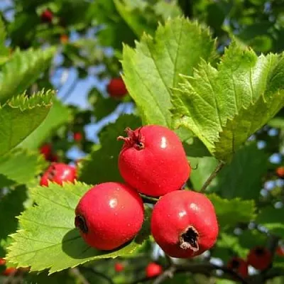 Боярышник МЯГКОВАТЫЙ в Саратове