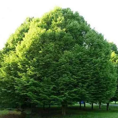 Граб японский  Граб японский в Саратове