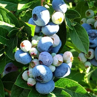 Голубика ВЕЙМУТ  Голубика ВЕЙМУТ в Саратове