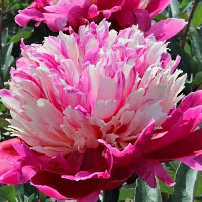 Пион ДЕЙДРИМ травянистый  Пион ДЕЙДРИМ травянистый в Саратове
