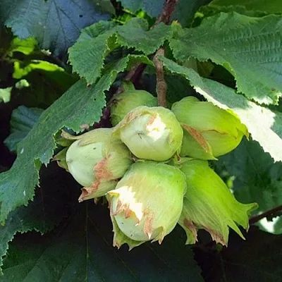 Фундук ТАМБОВСКИЙ РАННИЙ  Фундук ТАМБОВСКИЙ РАННИЙ в Саратове