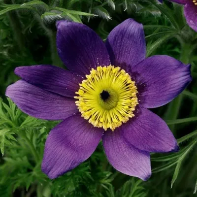 Прострел ПИНВИЛ БЛЮ ШЕЙДЕС в Саратове