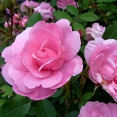 Саженцы роз ДЖОН ДЭВИС плетистая  Саженцы роз ДЖОН ДЭВИС плетистая в Саратове