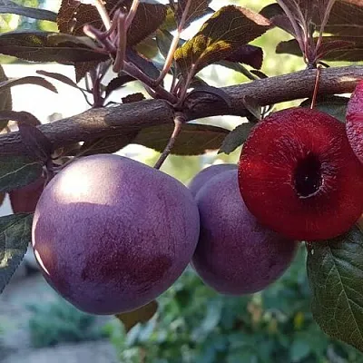 Слива ПАННА   Слива ПАННА  в Саратове