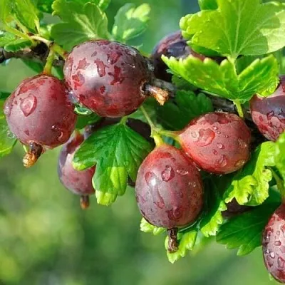 Крыжовник СЕРЕНАДА  Крыжовник СЕРЕНАДА в Саратове