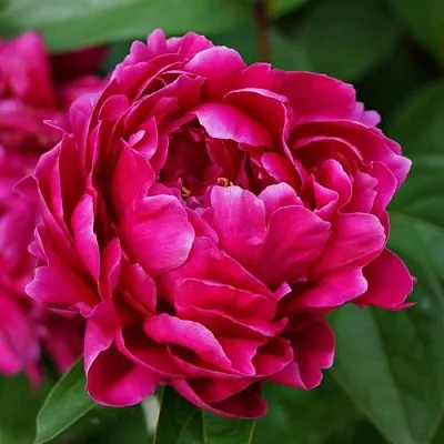 Пион ЛУИ ВАН-ГУТТ травянистый  Пион ЛУИ ВАН-ГУТТ травянистый в Саратове