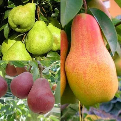 Комплект ГРУШЕВОЕ АССОРТИ в Саратове