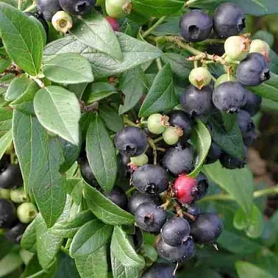 Голубика ПУТТЕ  Голубика ПУТТЕ в Саратове