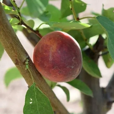 Плумкот БИРИКОККОЛО СУЗИНКОККО  Плумкот БИРИКОККОЛО СУЗИНКОККО в Саратове