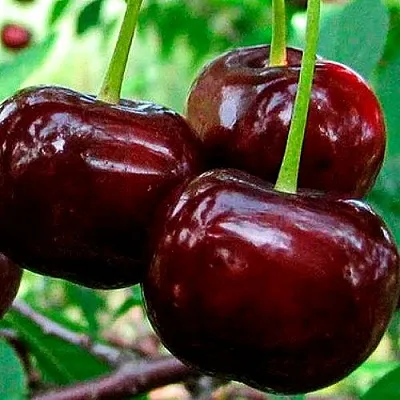 Дюк (черевишня) в Саратове