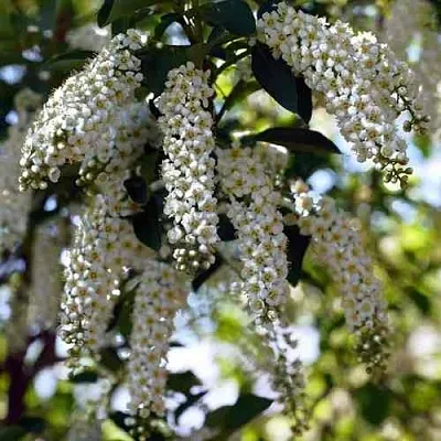 Черемуха виргинская ШУБЕРТ  Черемуха виргинская ШУБЕРТ в Саратове