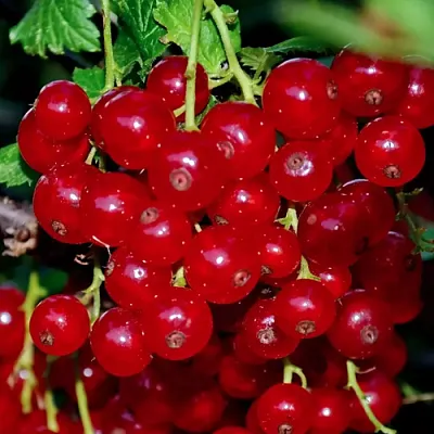 Смородина красная СЕРПАНТИН в Саратове