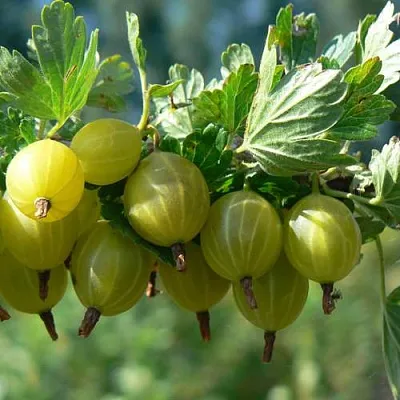 Крыжовник ЮБИЛЕЙНЫЙ  Крыжовник ЮБИЛЕЙНЫЙ в Саратове