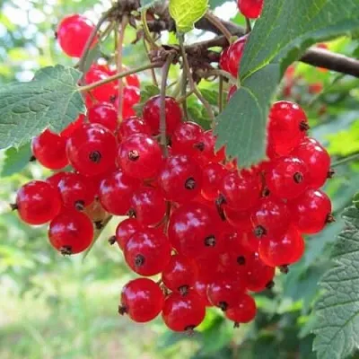 Смородина красная КРАСНАЯ АНДРЕЙЧЕНКО в Саратове