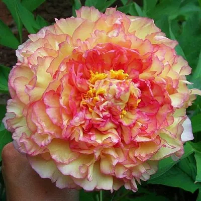 Пионы древовидные в Саратове