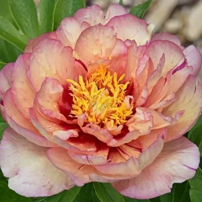 Пион КЭЛЛИС МЕМОРИ ито-гибрид  Пион КЭЛЛИС МЕМОРИ ито-гибрид в Саратове