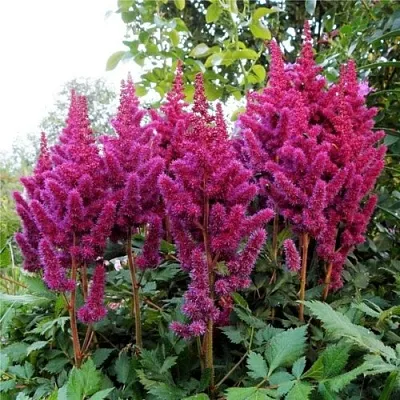 Астильба ВИЖНС китайская  Астильба ВИЖНС китайская в Саратове