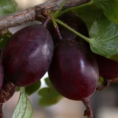 Крыжовник ЧЕЛЯБИНСКИЙ СЛАБОШИПОВАТЫЙ  Крыжовник ЧЕЛЯБИНСКИЙ СЛАБОШИПОВАТЫЙ в Саратове