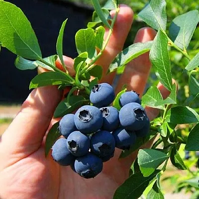 Голубика НОРТ КАНТРИ  Голубика НОРТ КАНТРИ в Саратове