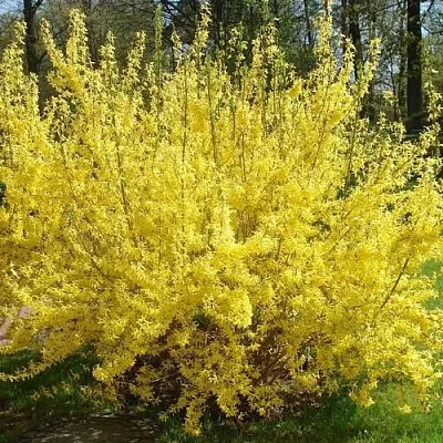 Форзиция ФОРЧУНА в Саратове