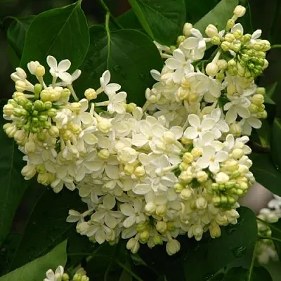 Сирень ПРИМРОУЗ  Сирень ПРИМРОУЗ в Саратове